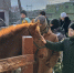 Ангарские казаки навестили своих соседей в Усолье-Сибирском - Usolie.Info