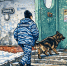 В Усть-Илимске собака по кличке Тайна смогла раскрыть квартирную кражу - Ilim24.Ru